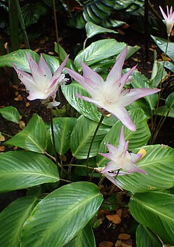 Calathea loeseneri