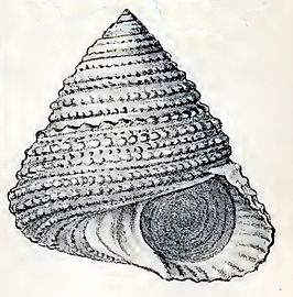 Calliostoma spectabile