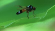 Dosya: Callomyia amoena - female.ogv