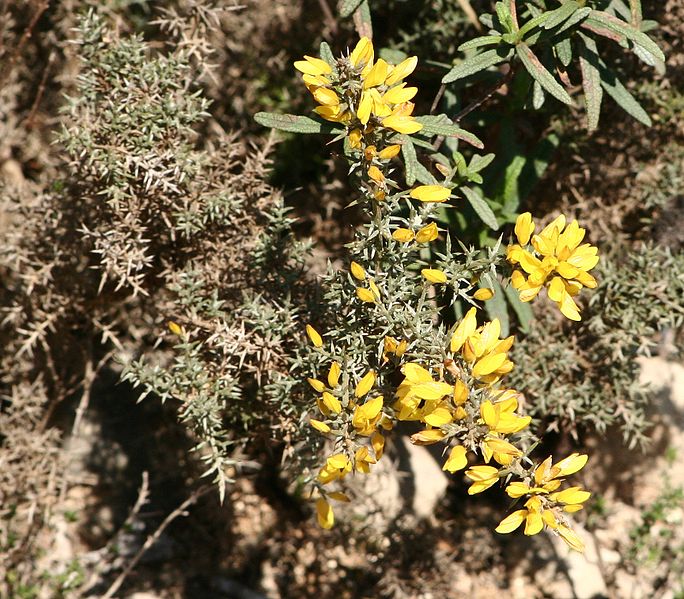 File:Calycotome villosa2 .jpg