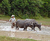 Cambodia buffaloes in paddy fields.jpg