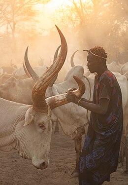 Mundari man polishing the horns of one of his Watusi cows in a cattle camp in Terekeka, South Sudan.