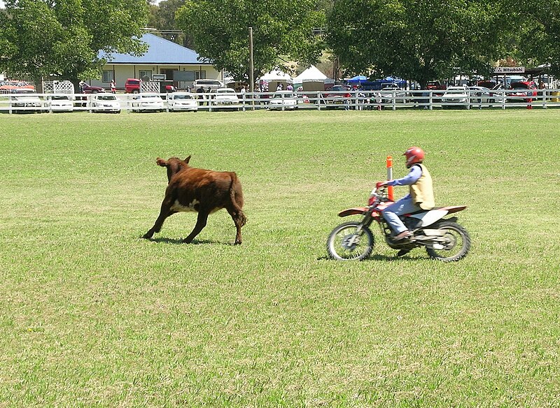 File:Campdrafting.JPG