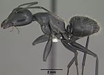 Thumbnail for Camponotus laevigatus