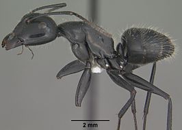 Camponotus laevigatus