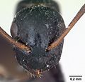 Миниатюра для Camponotus piceus