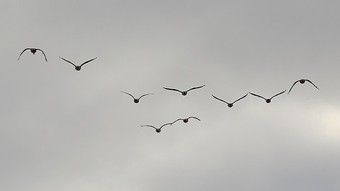 Canada Goose (Branta canadensis)