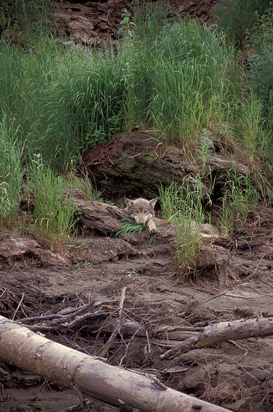 http://upload.wikimedia.org/wikipedia/commons/thumb/a/a4/Canis_lupus_resting_in_front_of_den.jpg/397px-Canis_lupus_resting_in_front_of_den.jpg