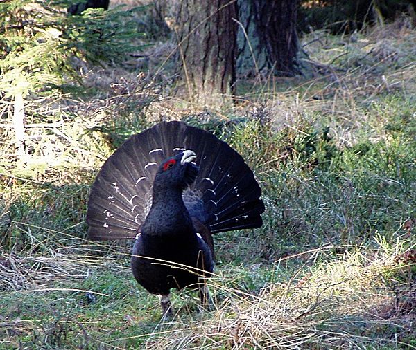 Western capercaillie – a species that depends on the Caledonian Forest