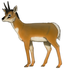 Reconstruction of Capromeryx minor based on La Brea Tar Pits specimen, illustration by Joaquin Eng Ponce. Capromeryx minor.png