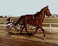 Thumbnail for Cardigan Bay (horse)