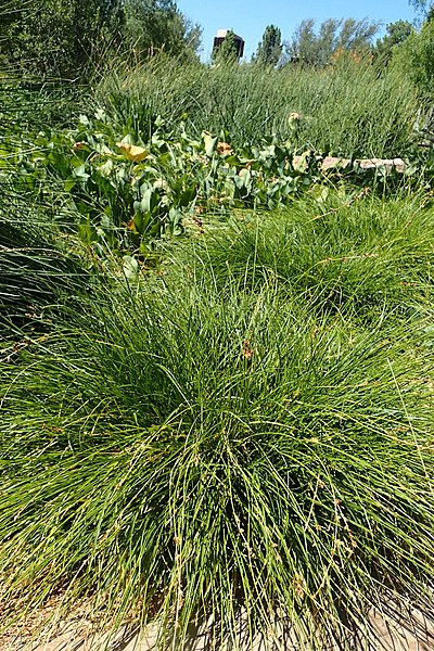 File:Carex tumulicola kz3.jpg