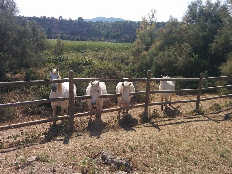 File:Carmargue Horses on nature reserve in Flix by River Ebro.jpg