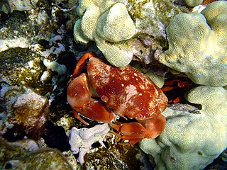 <i>Carpilius convexus</i> Species of crab
