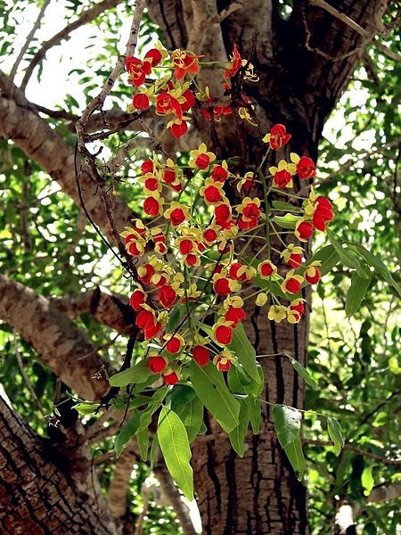 Cassia brewsteri