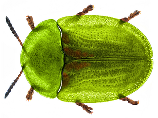 <i>Cassida denticollis</i> Species of beetle