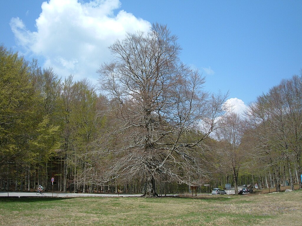 Il faggio della Contessa, Prato della Contessa, Casteldelpiano