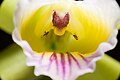 Cattleya xanthina Labellum