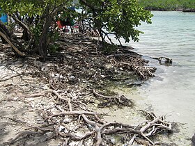 Northern mangrove-covered shore of Cayo Aurora