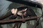 Thumbnail for Colombian white-faced capuchin