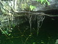 Cenote del Parque de Cholul.