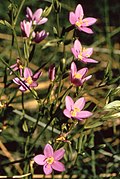 Centaurium calycosum