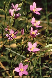 <i>Centaurium calycosum</i> Species of plant