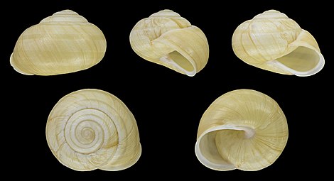 Loss of coloration of the bands and loss of coloration of the aperture (Cepaea nemoralis var. libellula lutescens albilabris hyalozonata 10345)