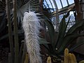 * Nomination Old man cactus (Cephalocereus senilis) at the New York Botanical Garden. --Rhododendrites 00:05, 16 May 2018 (UTC) * Promotion OK. --Peulle 20:36, 19 May 2018 (UTC)