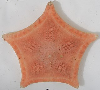 <i>Ceramaster</i> Genus of starfishes