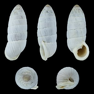 Cerion incanum fasciatum
