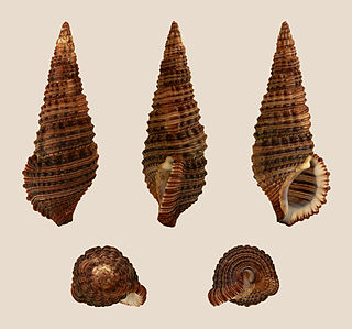 <i>Cerithium coralium</i> Species of sea snail