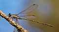 Chalcolestes viridis