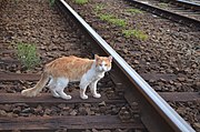 chat roux sur voies de chemin de fer
