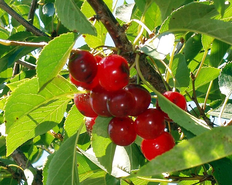 File:Cherries cr.JPG