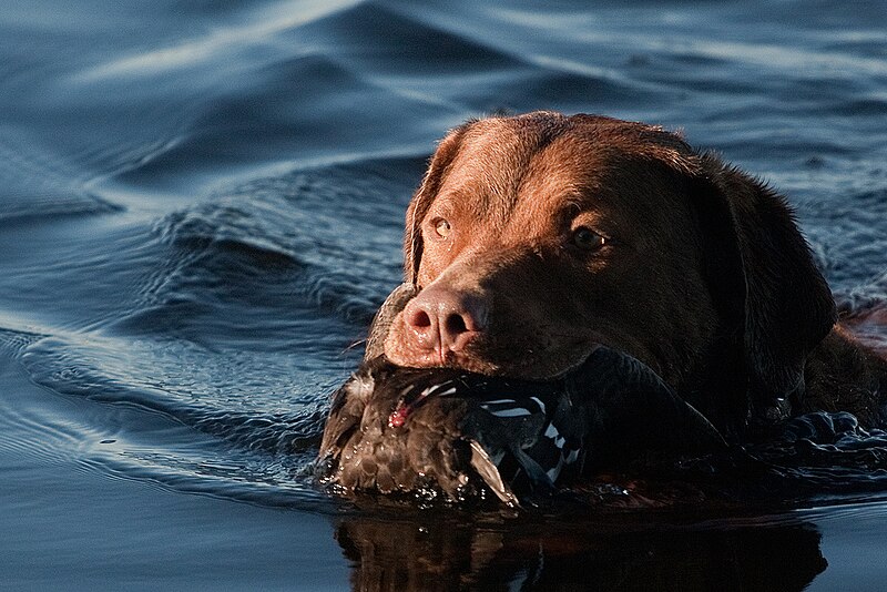 File:ChesapeakeBayRetriever.jpg