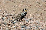 Thumbnail for File:Chestnut-collared Longspur (Calcarius ornatus) (20325373986).jpg