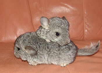 Domestic chinchillas (Chinchilla lanigera x ch...