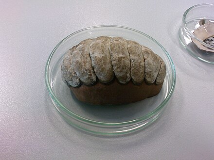 Prepared chiton shell with structure of plates clearly visible.