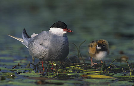 Tập_tin:Chlidonias_hybrida_3_(Marek_Szczepanek).jpg