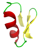 The deathstalker's powerful venom contains the 36-amino acid peptide chlorotoxin (ribbon diagram shown). This blocks small-conductance chloride channels, immobilizing its prey. Chlorotoxin.png