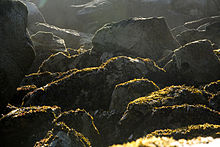 Alaskan beach kelp Chowiet Island beach kelp.jpg