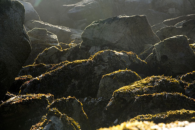 Alaskan beach kelp