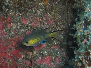 Kuvan kuvaus Chromis nigrura.jpg.