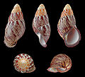 * Nomination Shell of a Philippine landsnail, Chrysallis rollei --Llez 04:25, 28 August 2011 (UTC) * Promotion Very good -- George Chernilevsky 07:49, 28 August 2011 (UTC)