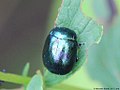 Chrysolina varians (Schaller J.G., 1783)