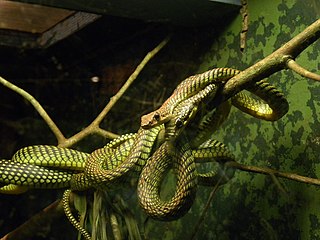 <i>Chrysopelea paradisi</i> Species of snake