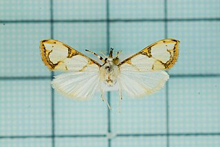 <i>Cirrhochrista bracteolalis</i> Species of moth