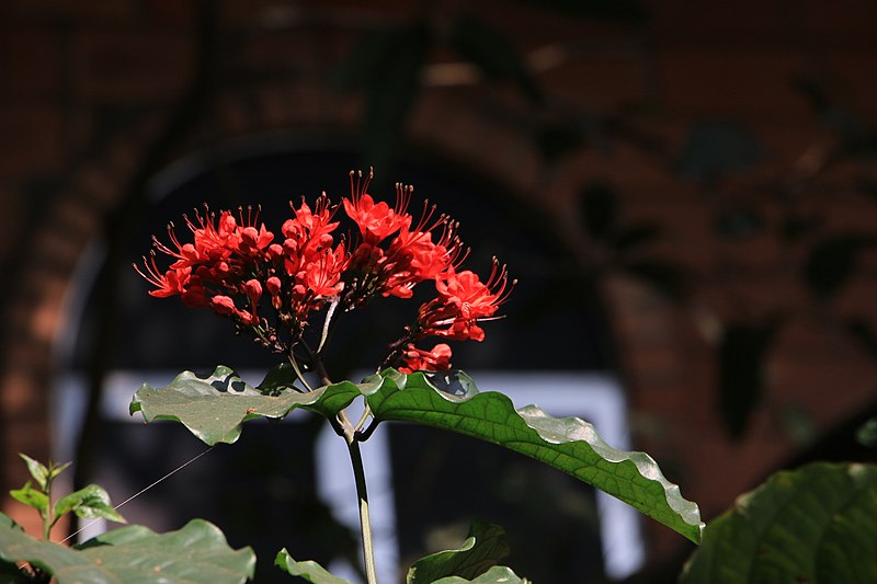 File:Clerodendrum sp. Neelambari (3).JPG - Photo by V C Balakrishnan.jpg