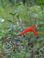 Clinopodium coccineum01-Alabama.jpg